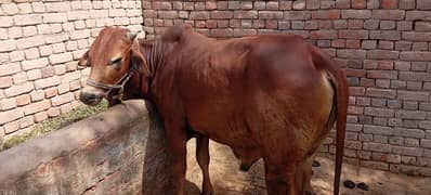 Qurbani Sahiwal Wacha/Bull For Sale
