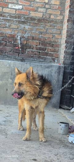 dog for sale