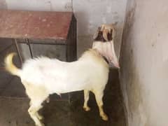 Bakra