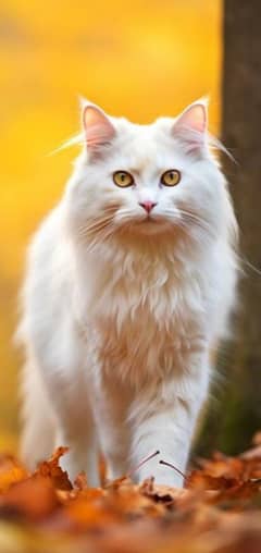 Cat's