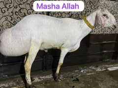 Sheep for sale Qurbani 2025