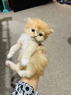 Persian