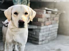 Labrador