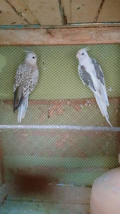 Cocktail breeder pair