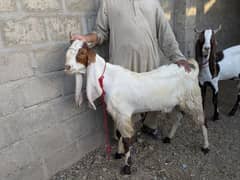 Bakra for sale