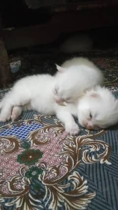 kitten persian
