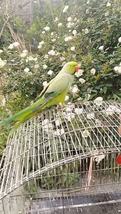 Male Green Ringneck Handtamed and talking parrot