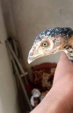 aseel chick urgent sale