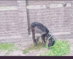 Bakra for sale