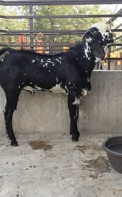 Qurbani