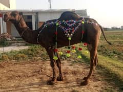 Camel | Qurbani Camel | Camels for sale