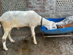 charta for qurbani