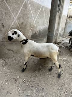Mundra dumba