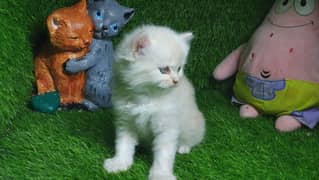Brown Persian kitten for sale 50 days age