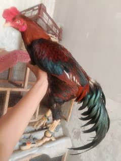 aseel murga nasal lal jawa full breeder