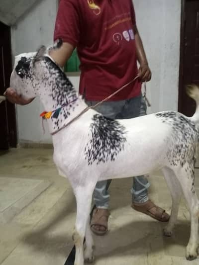 BAKRA KASSI 2 DANT read discription first - Goats - 1102106792