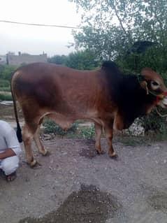 for sell