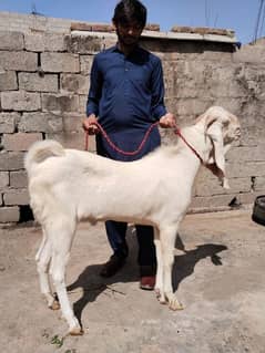 Bakra for sale