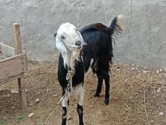 پکا دوندا بکرا