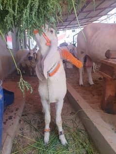 larkana dumba for sale