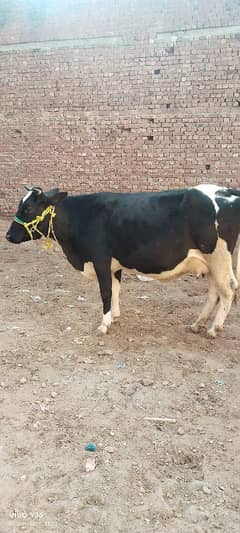 cow qurbani for sale weight 8.5 maan