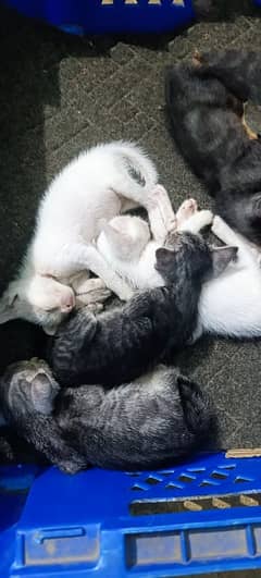 Egyptian mao kittens for sale