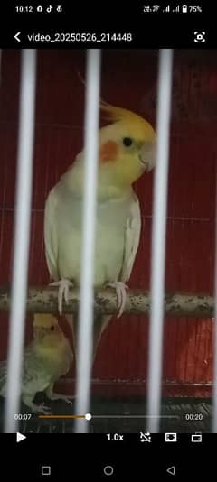 1 pair 2 full young and ready to breed chiks for sale