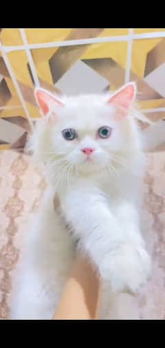 persian