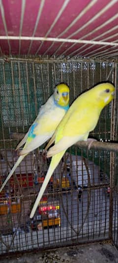 beautiful birds for sale