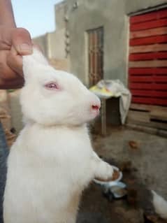 Red eyes male rabbit available.