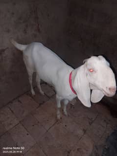 گلابی نسل کی بکری