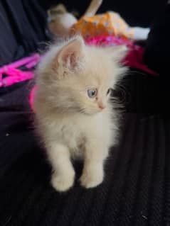 Tripple coated persian kittens
