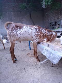 Qurbani Kay bakray