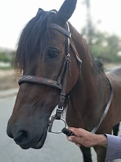 horse for sale