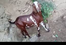 Desi