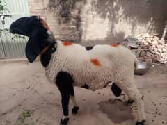 Chatra