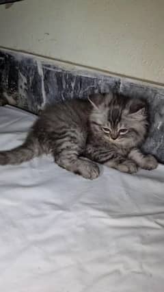 persion Cat