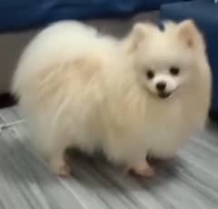 Puppies