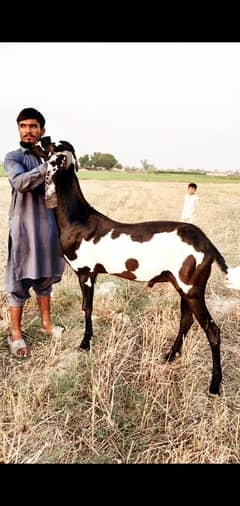 قربانی 2025 کا بکرا