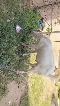 bakra