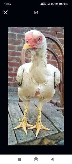 Parrot beak female ready to bread