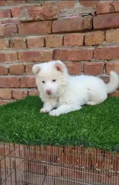 Russian puppy dog eag 2 month   0344/4278/121 WhatsApp