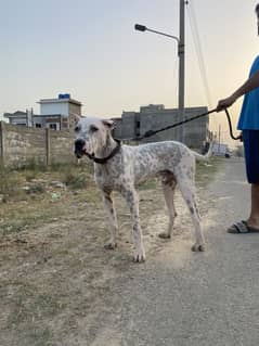 pakistani bully dog for sale