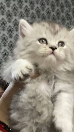 Persian