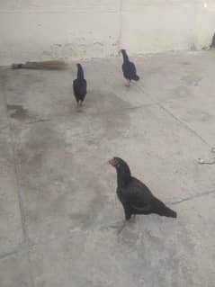3hens