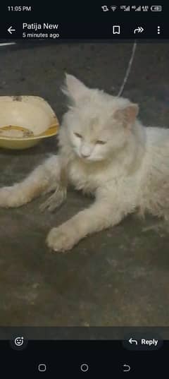 persian