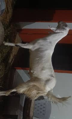 bakra