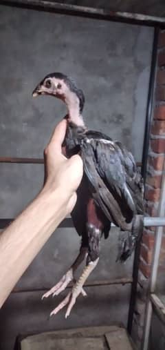 Aseel Chick's For sale