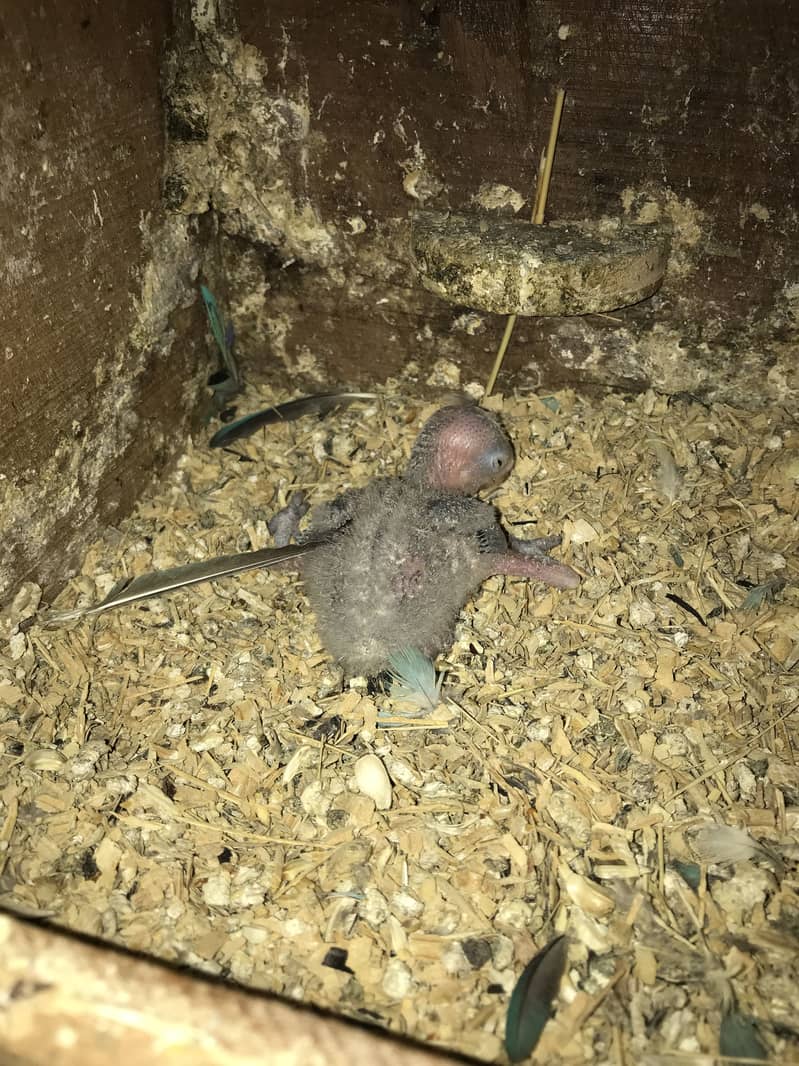 Sale!sale!sale!setup for sale,higly quality bird 4
