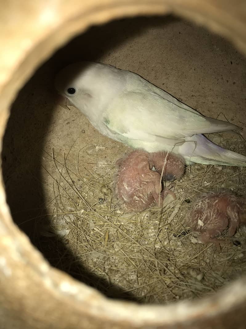 Sale!sale!sale!setup for sale,higly quality bird 8